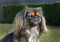 Shelby wise old sage