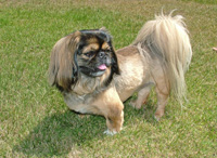 Shelby with her summer cut