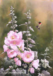 Hollyhock Hummers